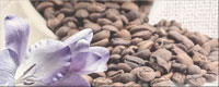 Decor PENNE INSERTO COFFEE 1